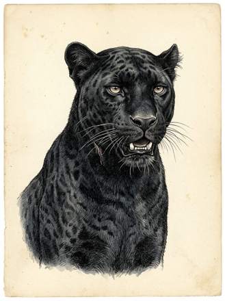 Bagheera
